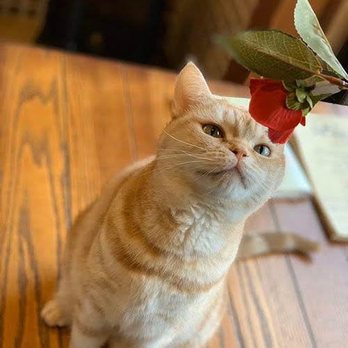 ゆふいん　笑ねこの宿「幸(こう)ちゃん」