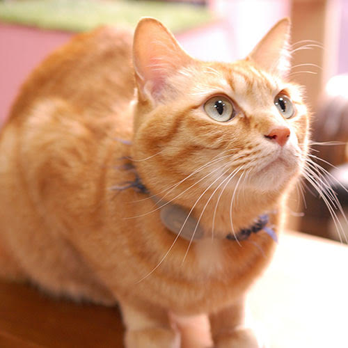 宇佐美温泉　温泉民宿　海風荘「ライ」