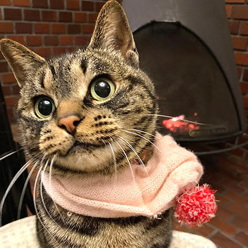 ペンションＢｅ「トラ子」