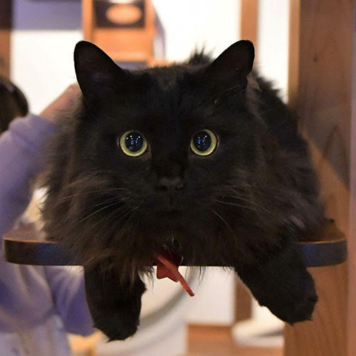 割烹旅館みなみ家　＆　別邸　ねこ処みなみ家「くまきち」