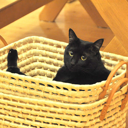 ぽらりす「クマ」