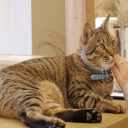 月と海「うに」