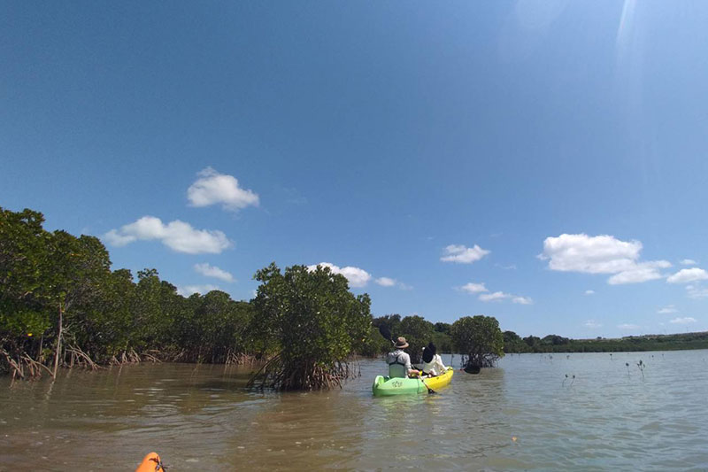 マングローブカヤックツアー