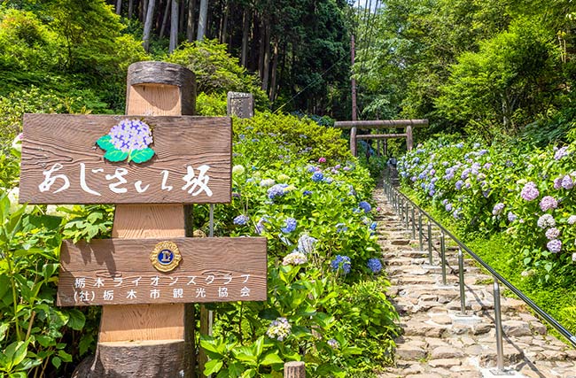 太平山神社　表参道（あじさい坂）