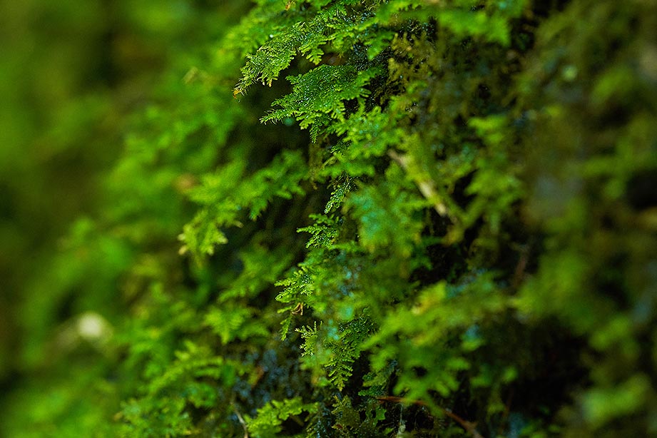 静岡「河津七滝」は滝初心者におすすめ！散歩気分で7つの滝を巡ろう