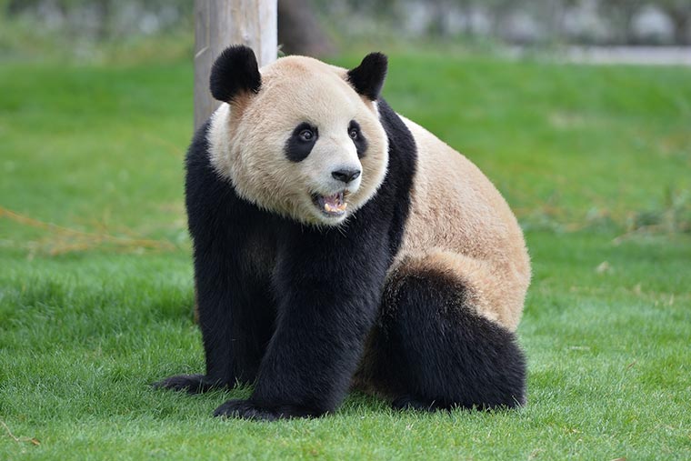 アドベンチャーワールド