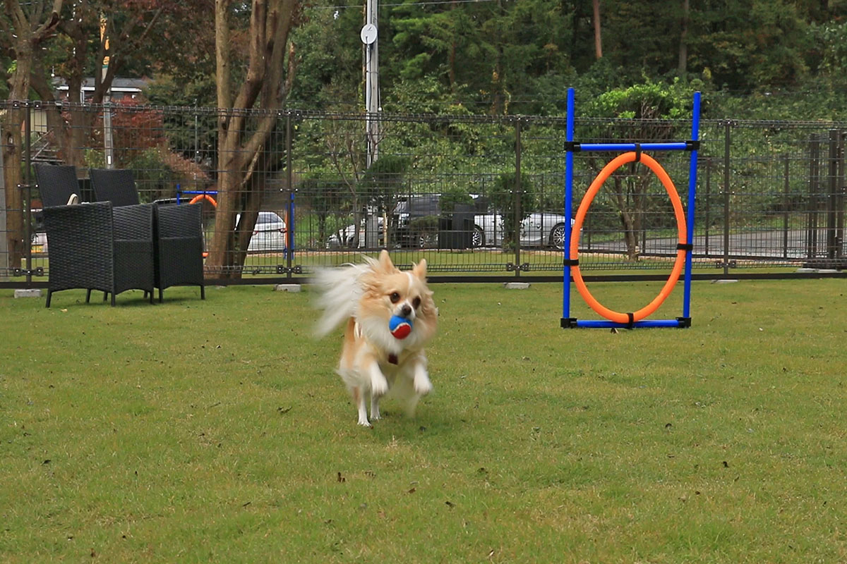 ＤＯＧ　ＳＰＡ　ＲＥＳＯＲＴ　アルトピアーノ