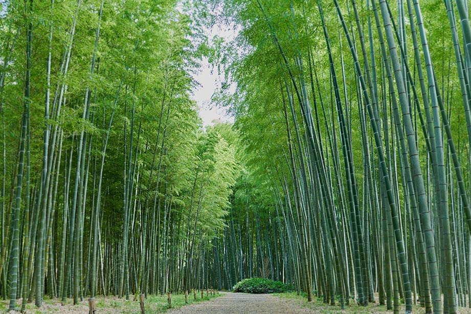 若竹の杜 若山農場