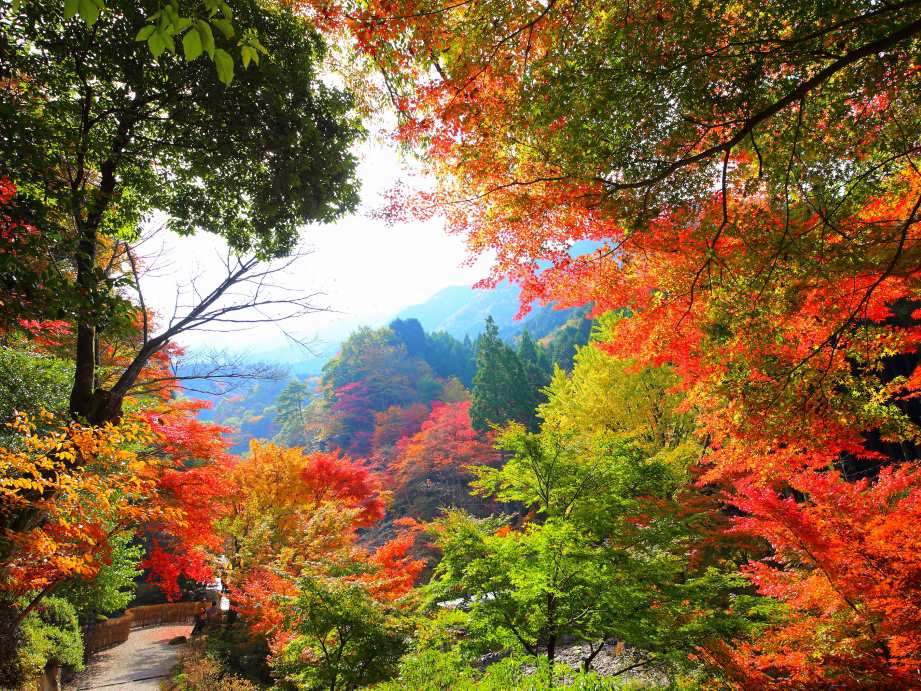 【2023最新】九州のおすすめ紅葉スポット30選
