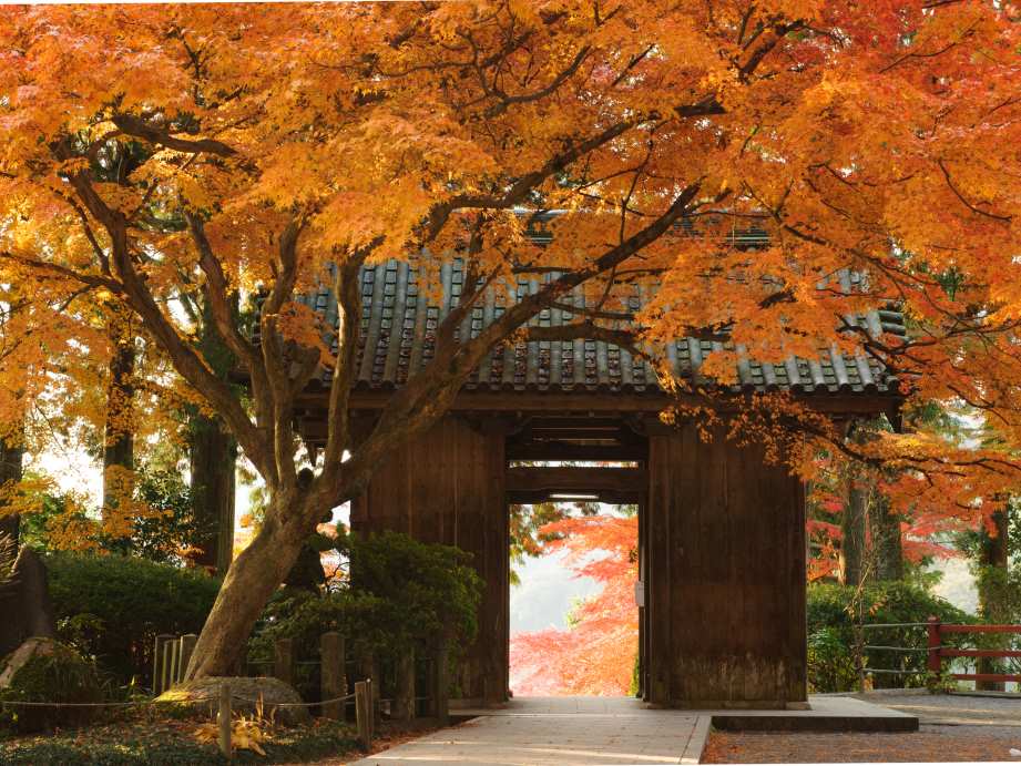 【2023最新】九州のおすすめ紅葉スポット30選