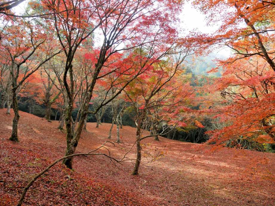 【2023最新】九州のおすすめ紅葉スポット30選