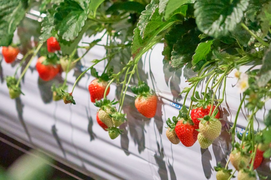 よかもんいちご