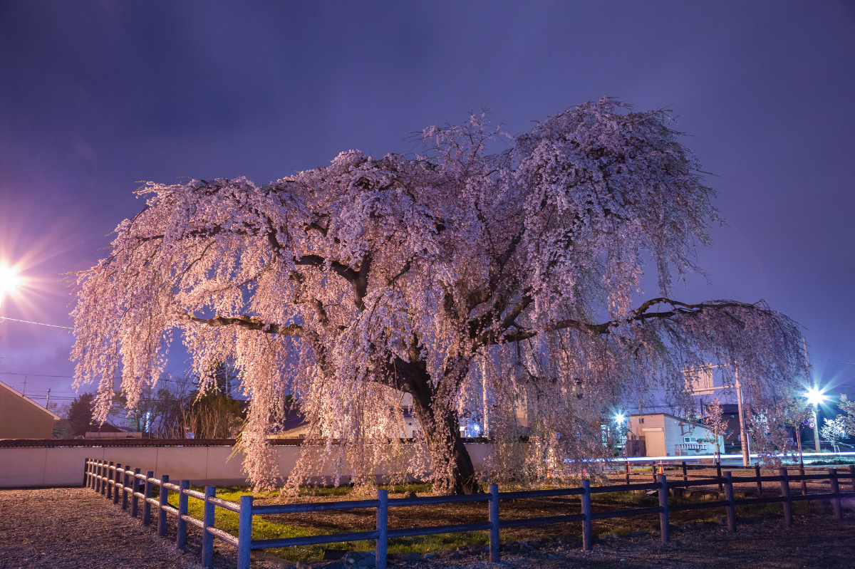 法亀寺（ほうきじ）のシダレ桜