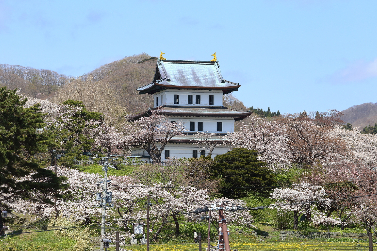 松前公園の桜