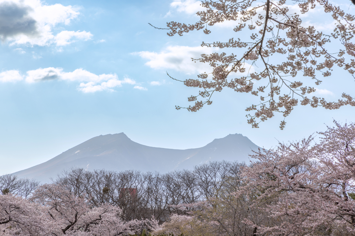 オニウシ公園の桜