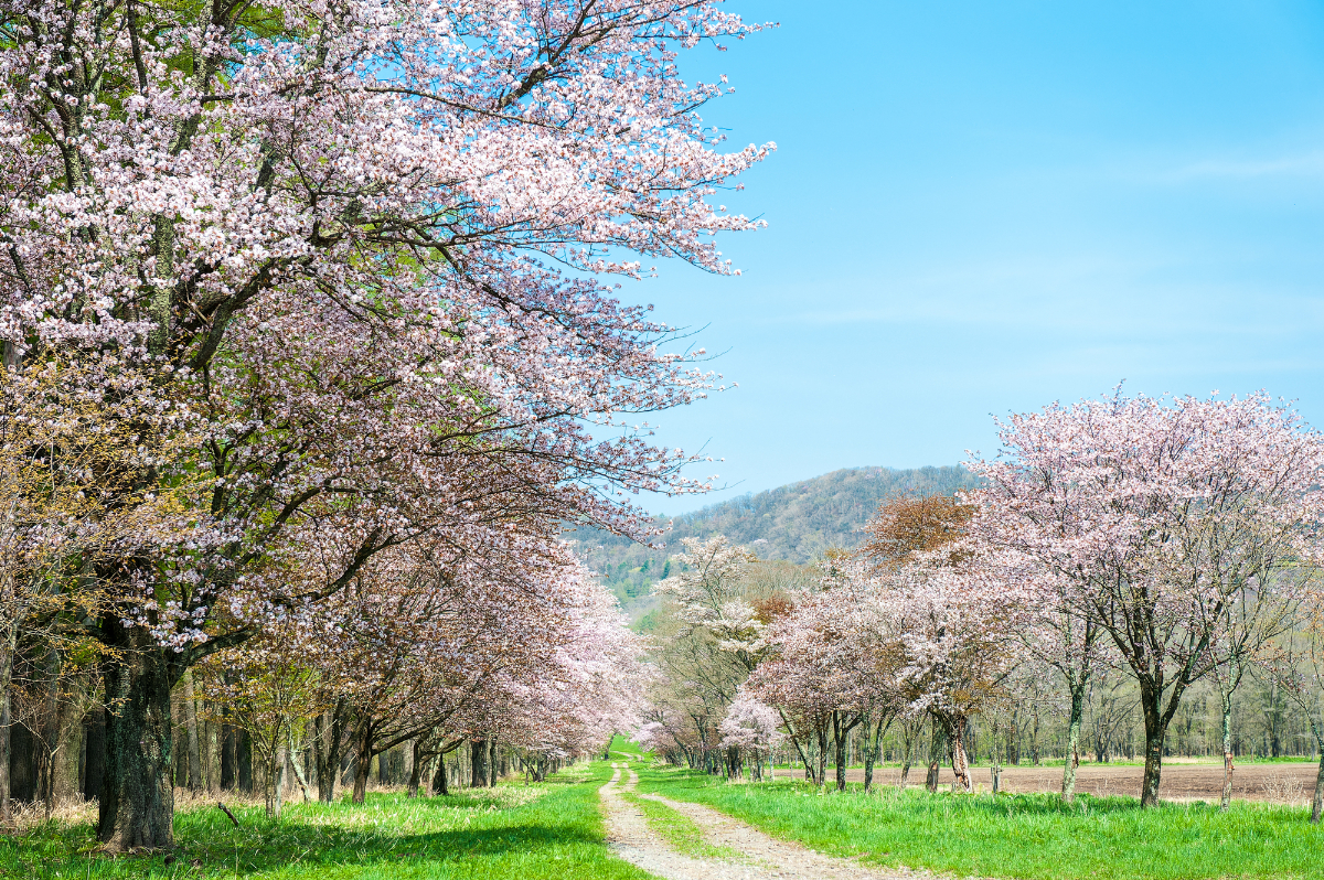 静内二十間道路桜並木