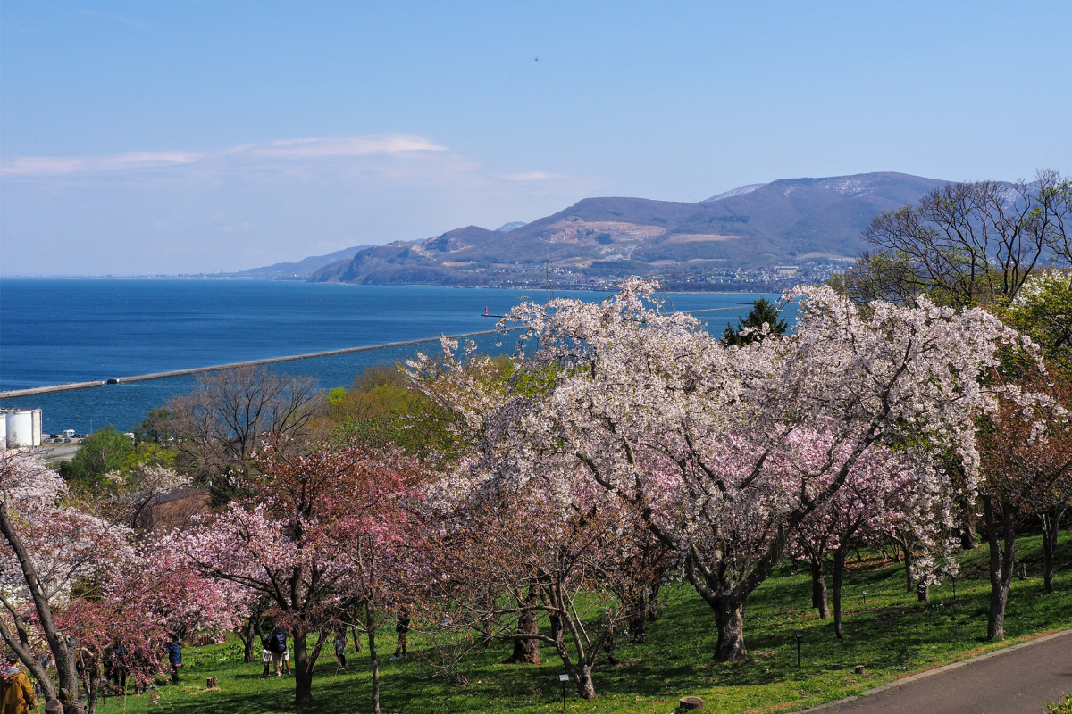 手宮緑化植物園の桜