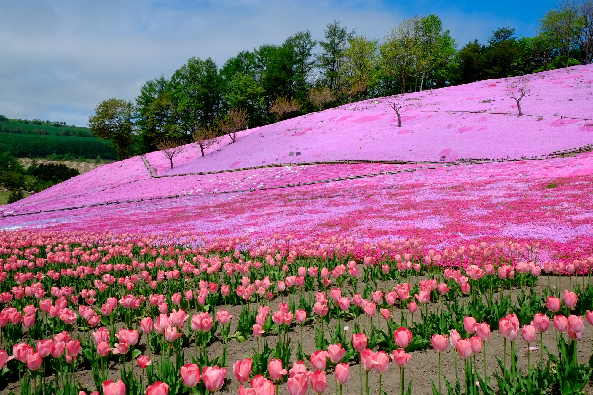 太陽の丘えんがる公園の芝桜
