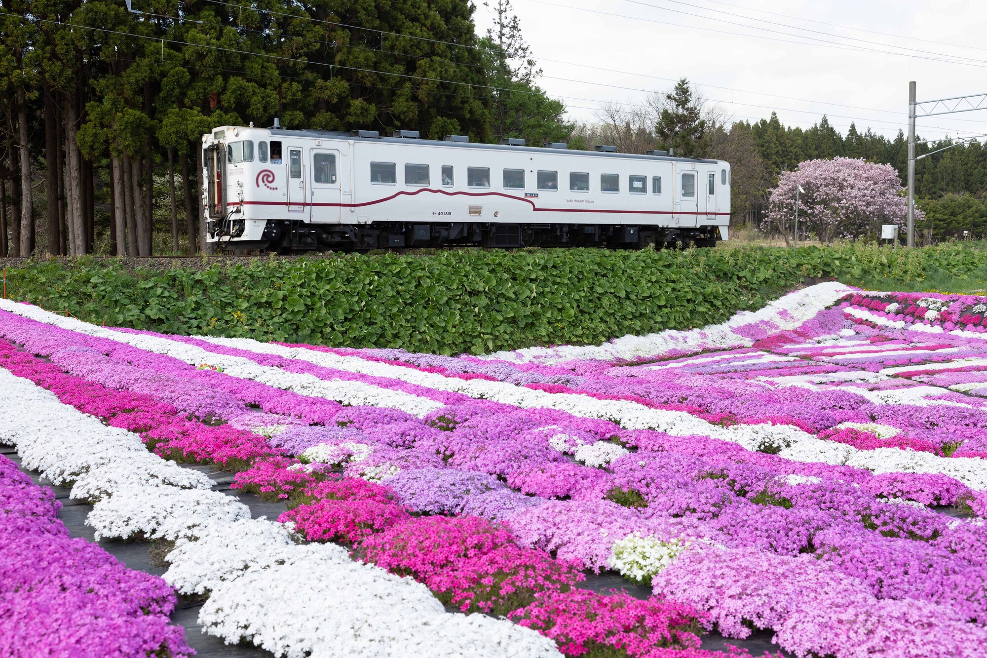 札苅村上芝桜園