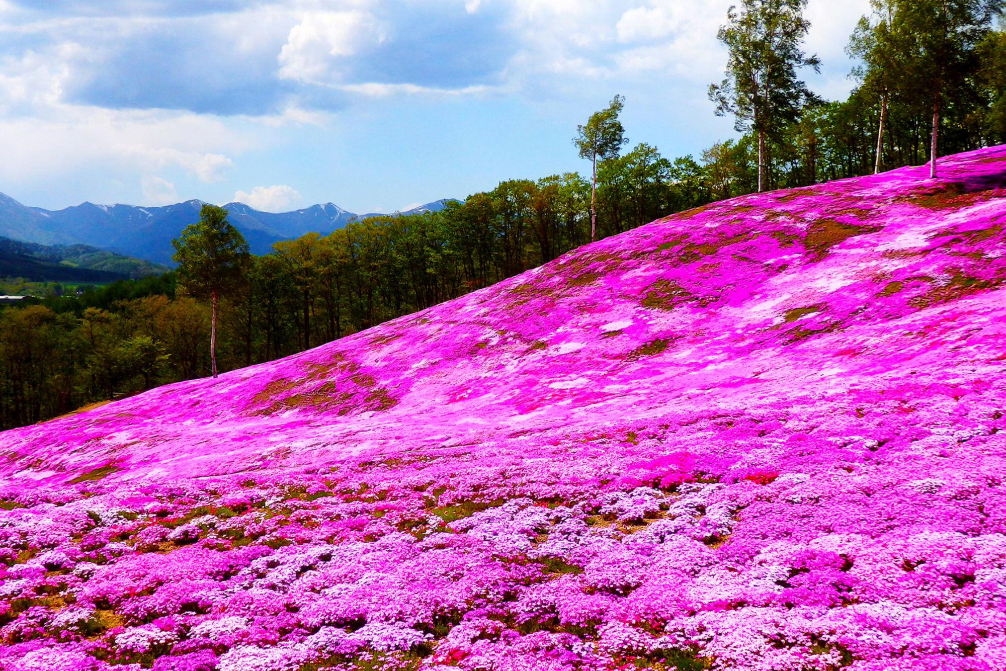 芝ざくら滝上公園