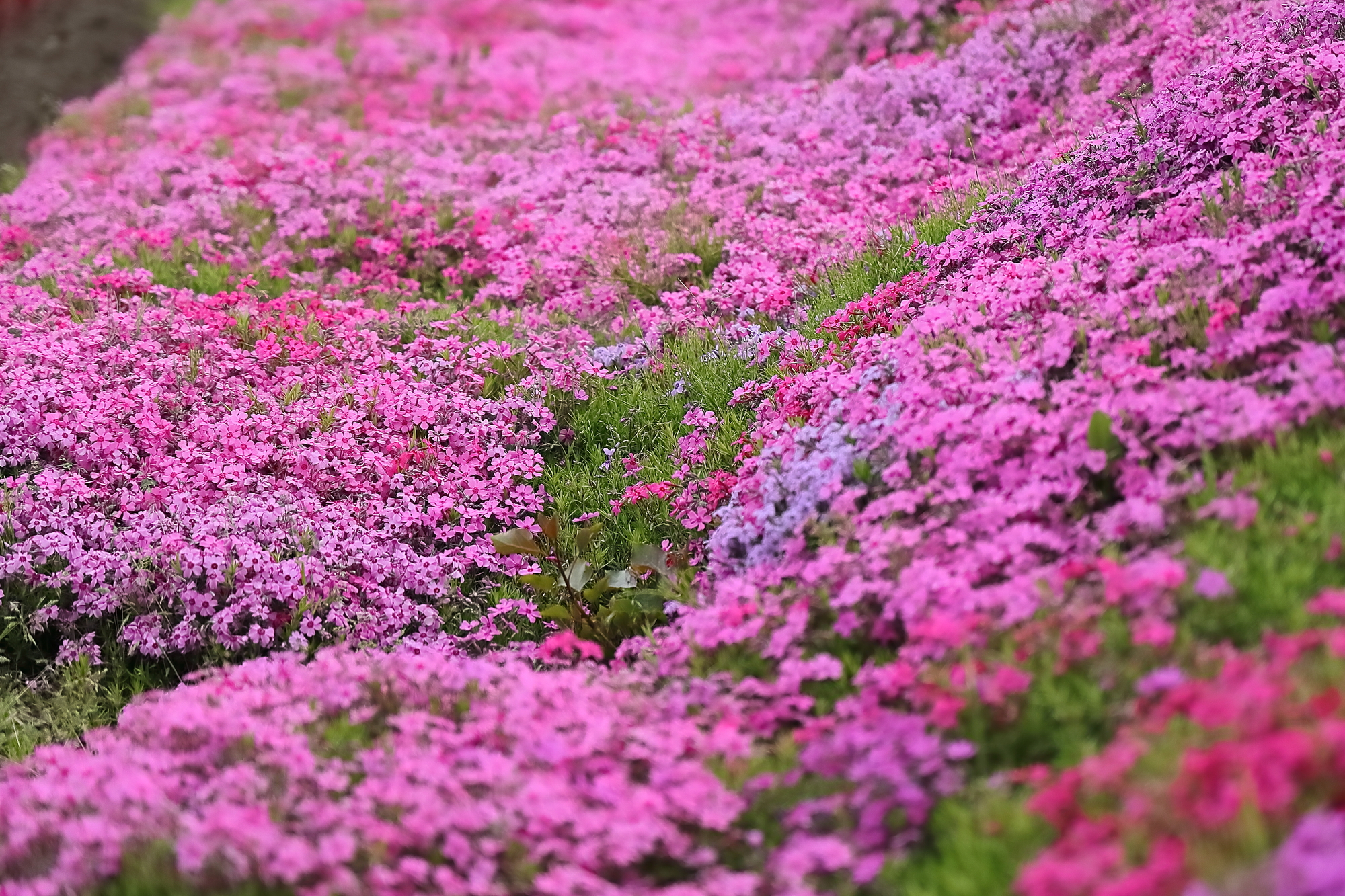 ファーム富田の芝桜