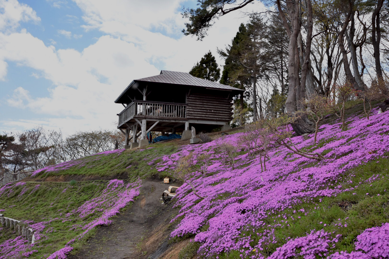 ふるさとの森公園　薬師山の芝桜