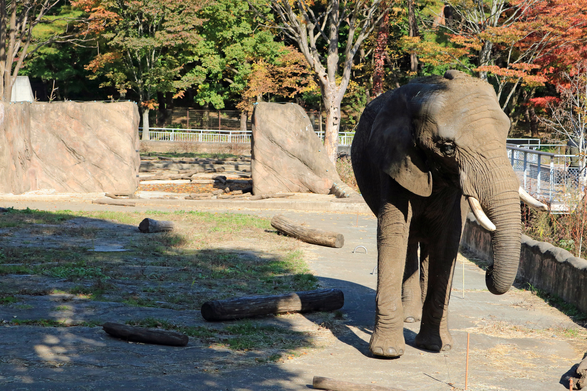 盛岡市動物公園 ZOOMO