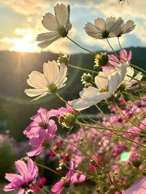 高知県34市町村のおすすめスポット34選！県民が選んだ場所は！？