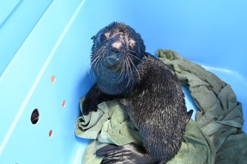 高知生活 1 年目の新入社員。初めての桂浜水族館をリポート！！