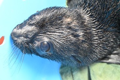 高知生活 1 年目の新入社員。初めての桂浜水族館をリポート！！