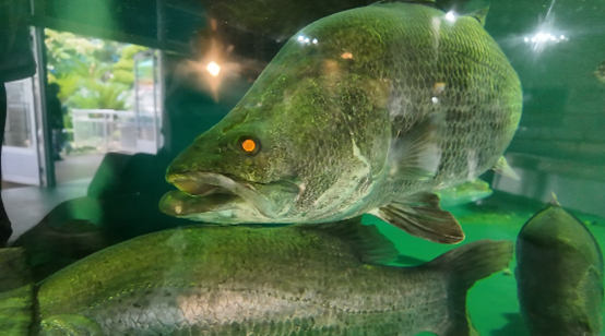 高知生活 1 年目の新入社員。初めての桂浜水族館をリポート！！