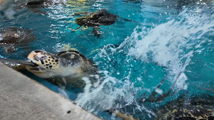 高知生活 1 年目の新入社員。初めての桂浜水族館をリポート！！