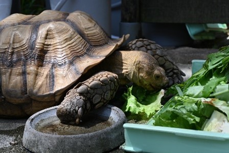 高知生活 1 年目の新入社員。初めての桂浜水族館をリポート！！