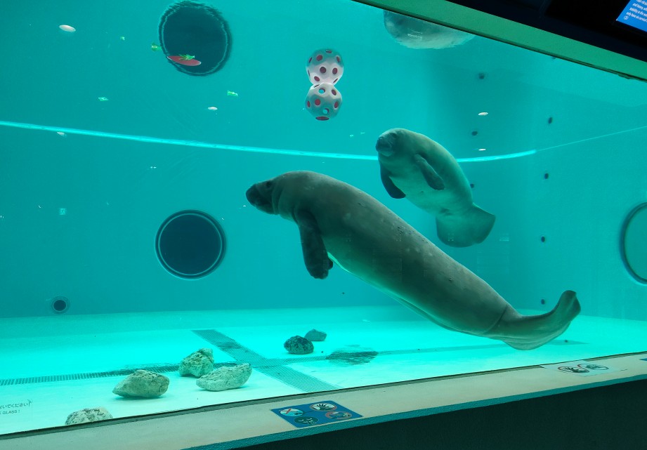 沖縄美ら海水族館