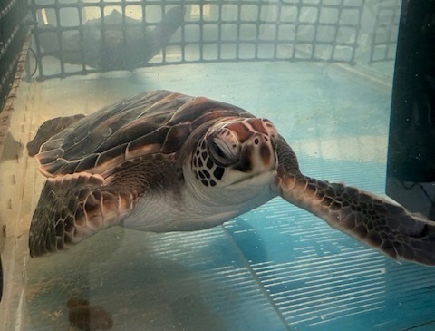 【大分】つくみイルカ島に「ウミガメ」人気のマルシェがリニューアル