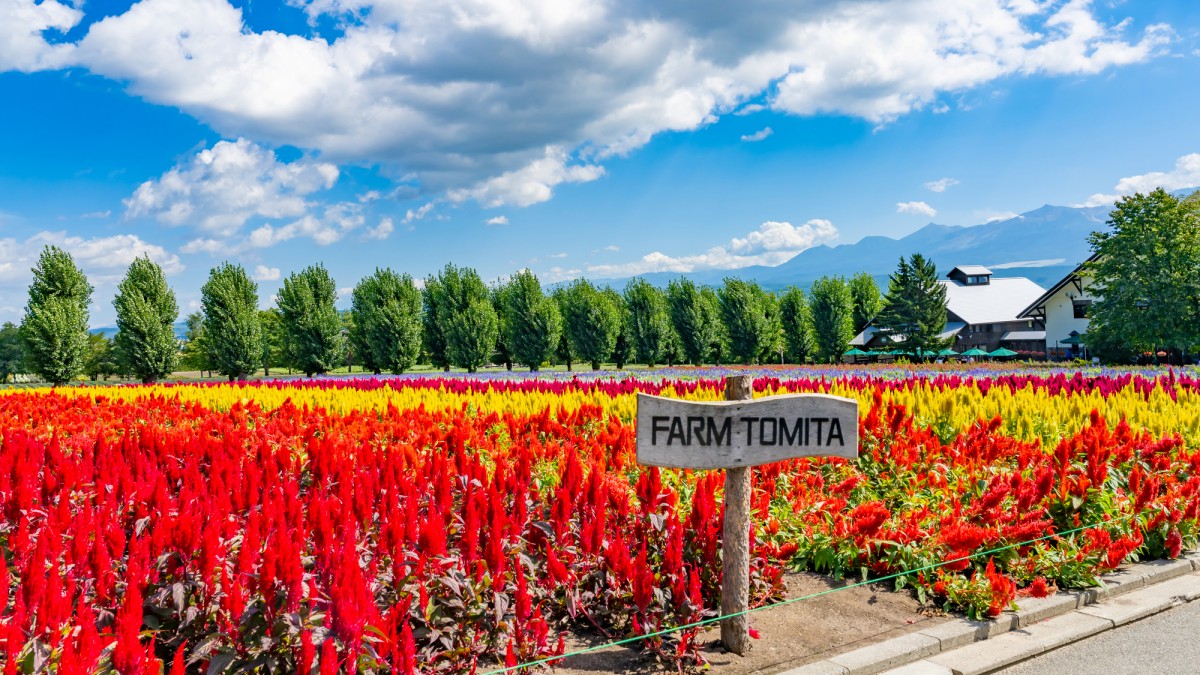 ファーム富田