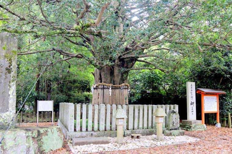 熊野速玉大社のご神木「梛(なぎ)」