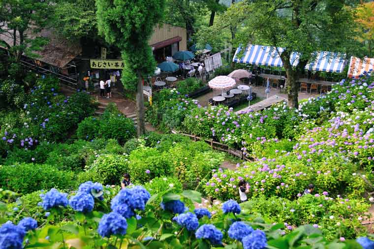 護摩堂山あじさい園