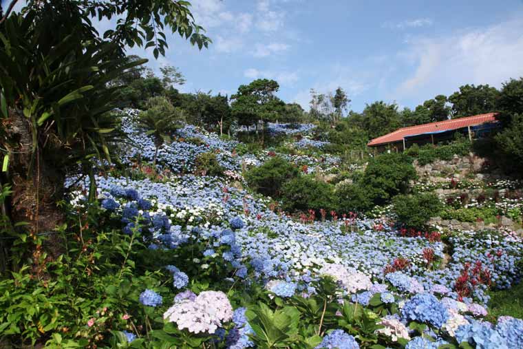 よへなあじさい園