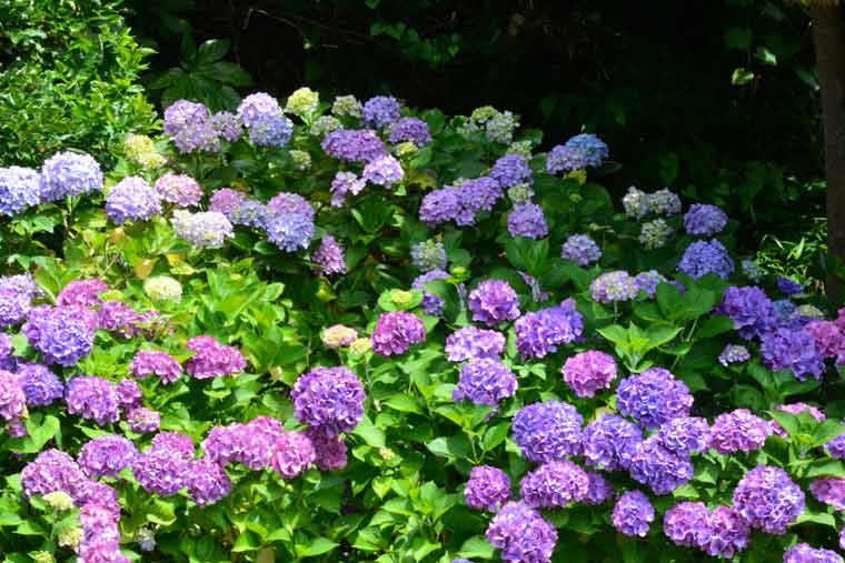 稲村ケ崎の海浜公園
