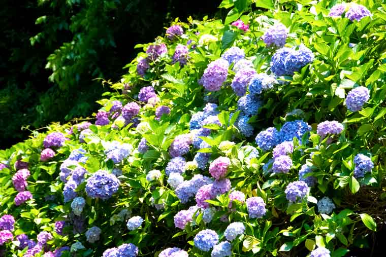 亀ヶ谷坂切通し