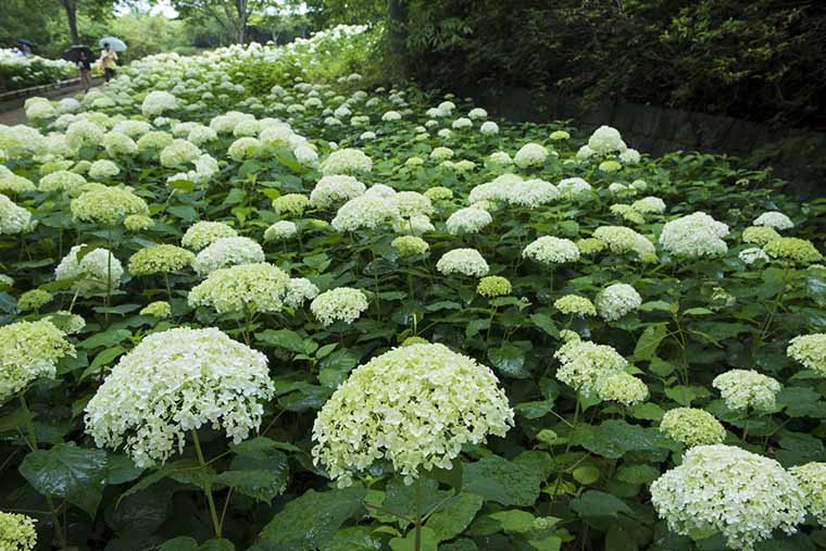 神戸市立森林植物園