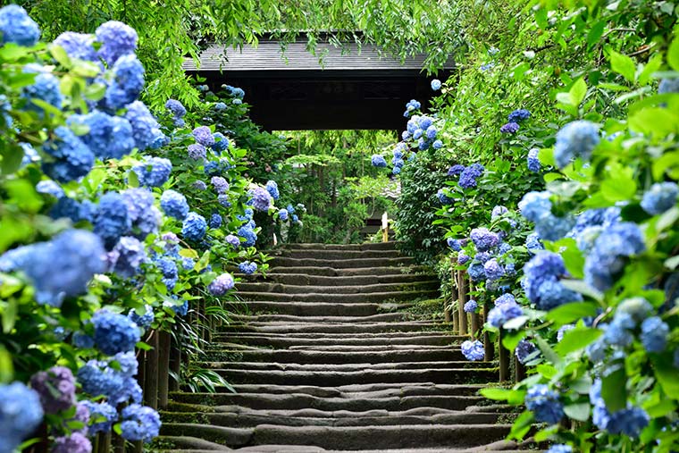 明月院（めいげついん）