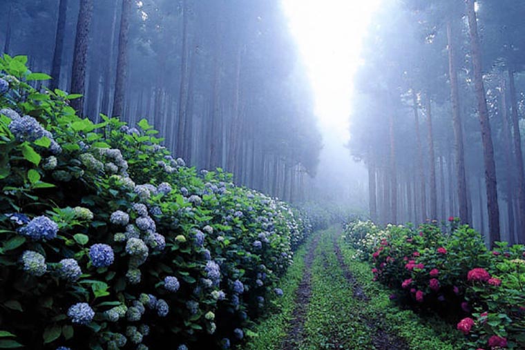 みちのくあじさい園