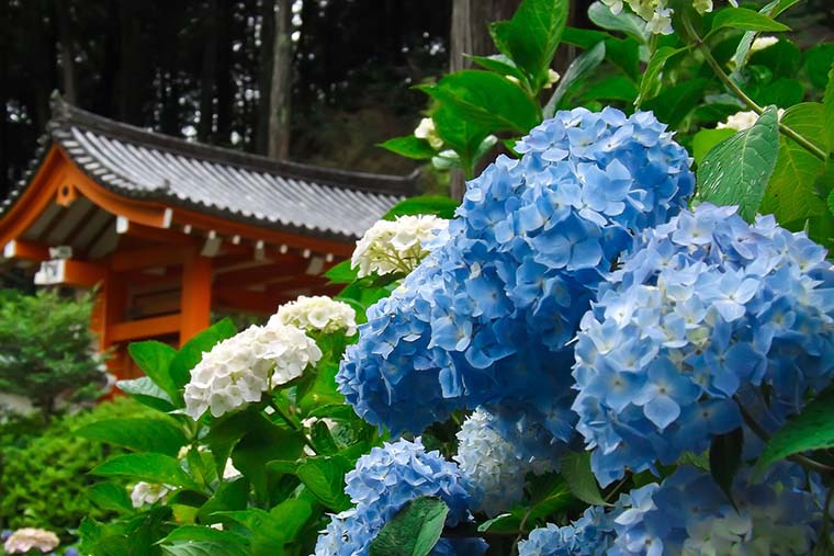 三室戸寺（みむろとじ）