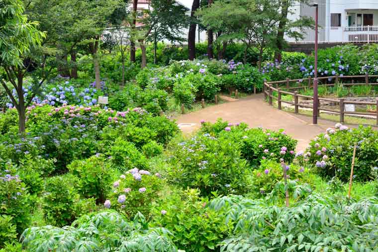 あじさい公園