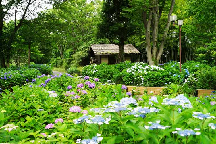 府中市郷土の森博物館