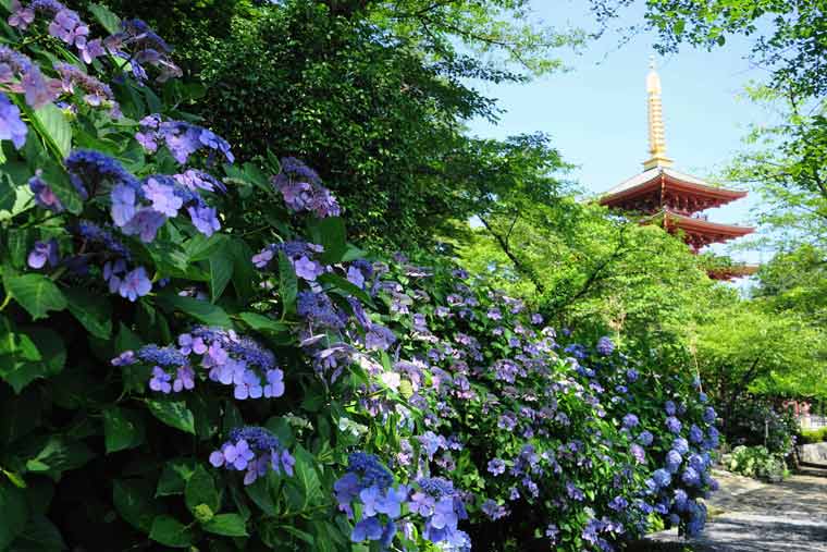 高幡不動尊金剛寺