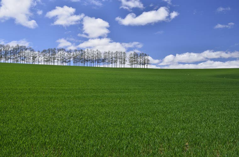 マイルドセブンの丘