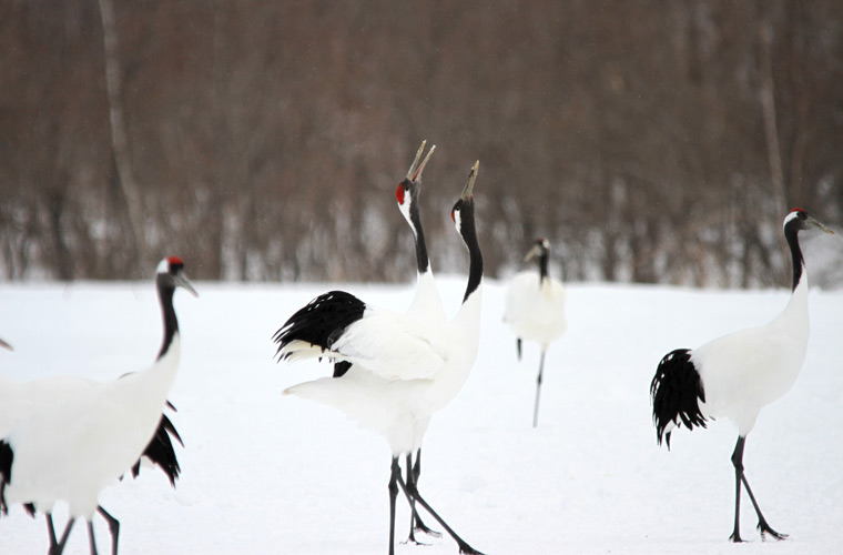 釧路湿原国立公園
